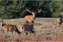 Hoge Veluwe